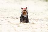 YORKSHIRE TERRIER 043